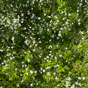 Blomster