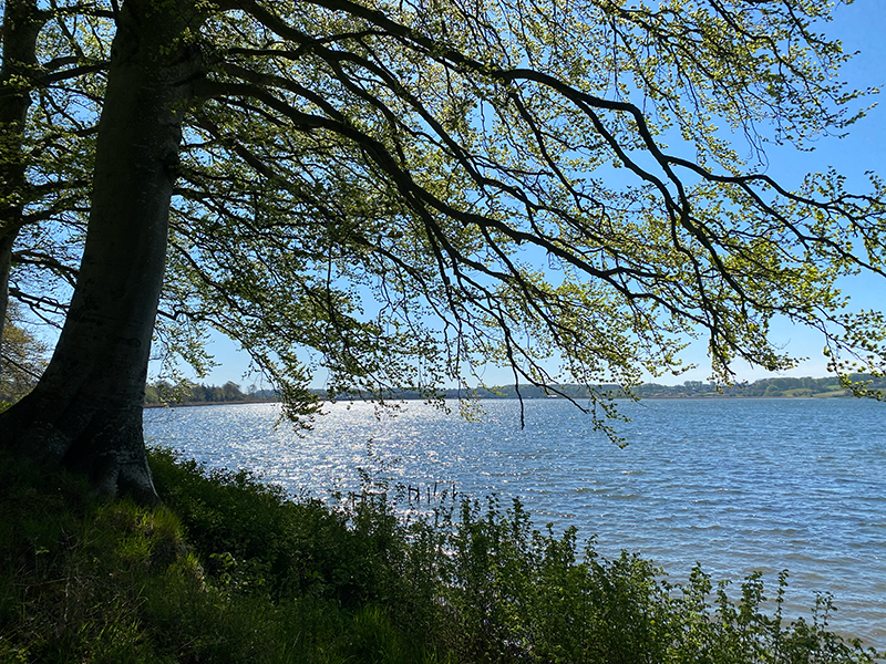 Søen om Hejls Nor